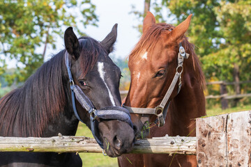 Portrait of a black and brown horse head. Horses have a halter on.