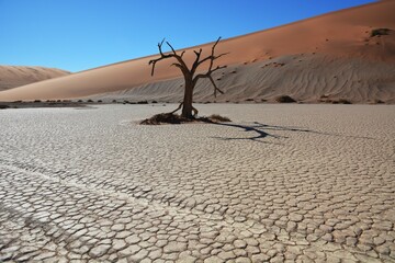 Kameldornbaum vor den Sanddünen bei der Düne 45 im Namib-Naukluft Nationalpark. 
