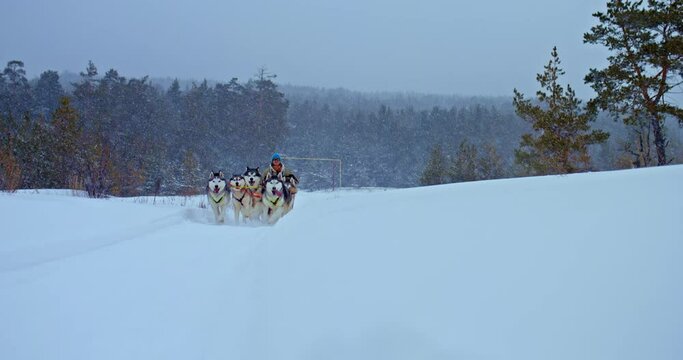 Husky sled carrying a man musher in a sleigh, dog racing. Huskies run fast in competitions, dog sport. Snow is falling, beautiful winter landscape. 4k, ProRes