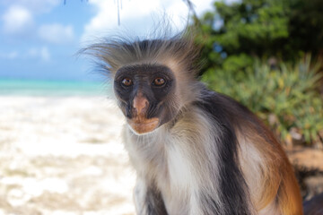 Colobus Monkey