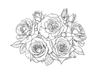 Bouquet of roses, blooming flowers, buds, leaves and stems hand drawn vector illustration. Black and white detailed line art.
