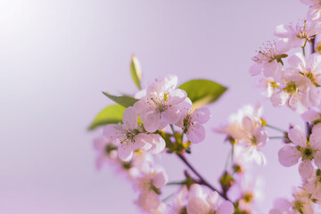 Cherry blossoms on a pink background. Abstract blurred background.
