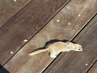 rodent on a wooden background