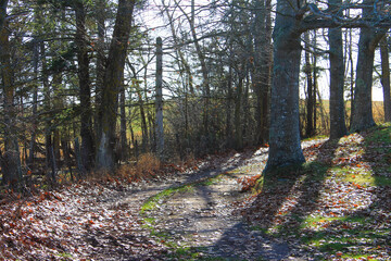 Obraz premium A narrow country lane winding its way up a hill, through the trees, autumn.