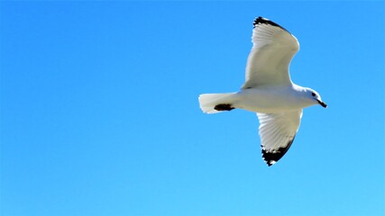 seagull in flight