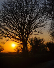 Fototapeta na wymiar sunset in the Cornwall bird in tree