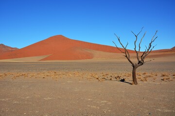 Fototapeta na wymiar Kameldornbaum vor den Sanddünen bei der Düne 45 im Namib-Naukluft Nationalpark. 