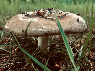mushroom in the forest
