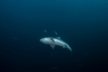 Obraz na płótnie Canvas Bull shark swimming in the ocean. Sharks near the bait. Marine life in the Indian ocean. 