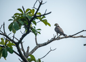A lanner falcon perched on a tree