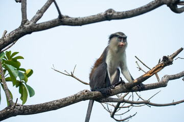  A mona monkey sitting on a branch