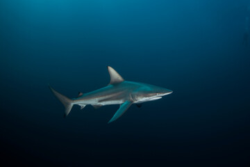 Fototapeta na wymiar Blacktip shark swimming in the ocean. Sharks near the bait. Marine life in the Indian ocean. 