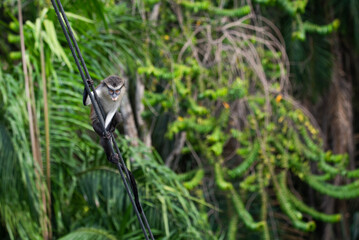 A mona monkey climbing a metal cable