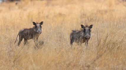 warthog in the savannah