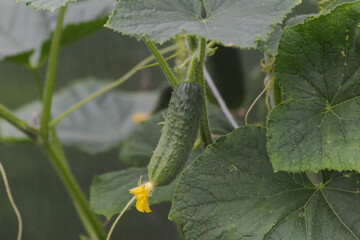 young cucumber on a branch