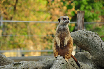 Obraz premium The funny suricate considering to eat