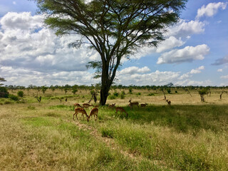 deer in the field