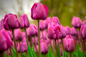 Obraz premium Beautiful purple tulips on a blurred background
