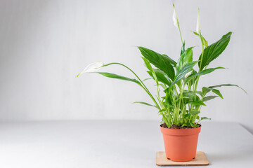Buying new green plant in brown pot. Waiting for spring transplant. Beautiful spathiphyllum. Unpretentious greens, home gardening. Create natural eco atmosphere interior at home. Scandinavian style