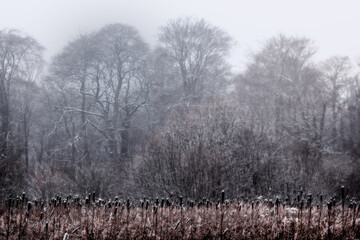 Snow Covered Winter forest, Ireland