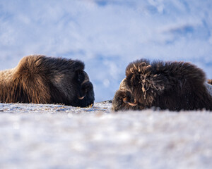 The muskox in the environment