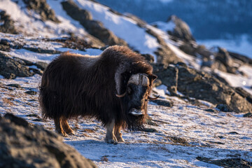 The muskox in the environment