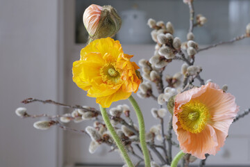 Orange and salmon poppy flowers with a bud on the background of blurred quaking aspen flowers. Horizontal