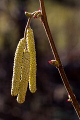 catkins on a hazel bush