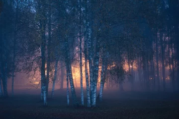Washable wall murals Birch grove foggy night lights through birch grove in vaidava latvia