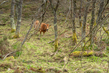 Fototapeta na wymiar Cows grazing in the forest on a cloudy day