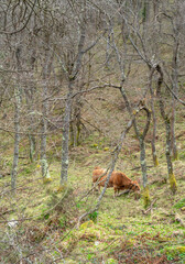 Cows grazing in the forest on a cloudy day