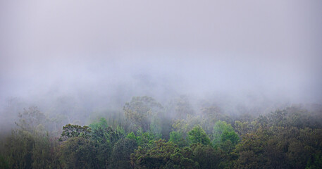 Low lying rainy cloud, Mist, fog above the green forest.  