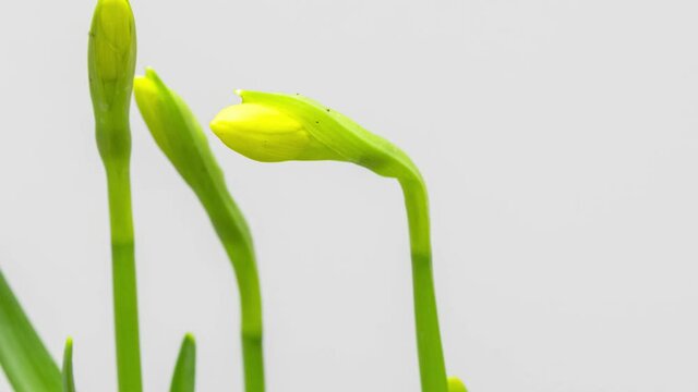 Close up time lapse shot of Jonquil blossom