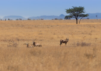 Herd of Gemsbok
