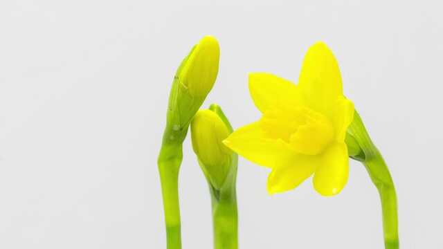 Close up time lapse shot of Jonquil blossom