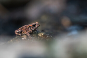 The common toad, Bufo bufo, isolated in the environment