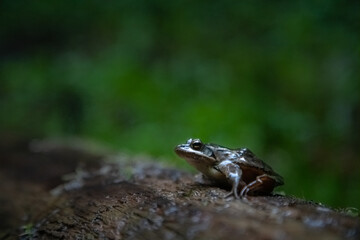 Rana dalmatina, a forest frog