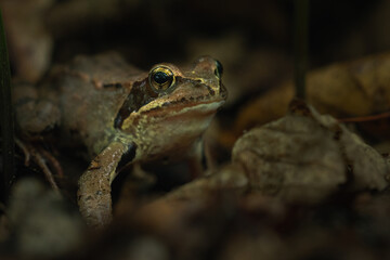 Rana dalmatina, a forest frog