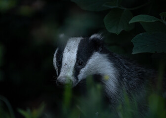 Meles meles or the badger in the environment