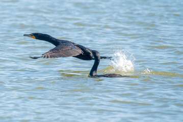 A cormorant takes flight at the Tidal Basin in Washington, DC.