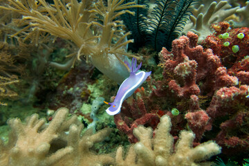 nudibranch