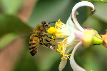 abeja recolectando polen o polinizando flores de limon, arbol limonero, flor blanca
