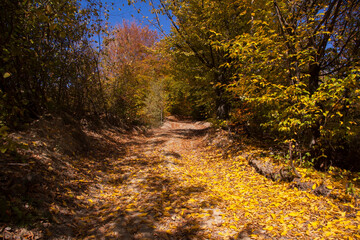 road to autumn, carpathian forest path