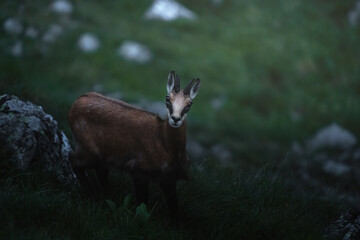 The chamois, Rupicapra rupicapra