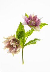 elleboro in fiore su fondo bianco