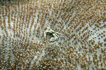 small crab