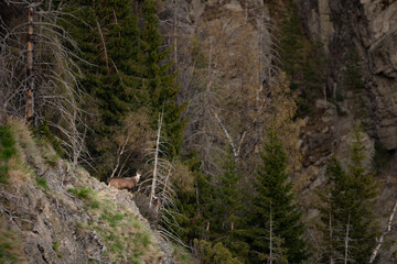 The chamois, Rupicapra rupicapra