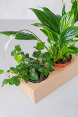 Buying new green plants in brown craft bag, spring transplant: ivy, spathiphyllum. Unpretentious greens for home gardening. Create natural, eco atmosphere interior at home. Scandinavian style
