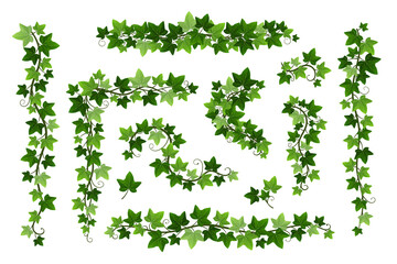 Green ivy creeper branches isolated on white background. Hedera vine frames and borders, botanical design element. Vector illustration of hanging or wall climbing ivy plants © svetolk