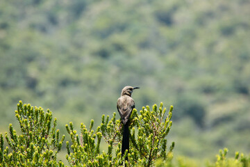bird on a tree